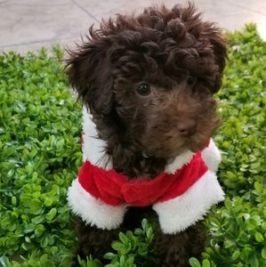 Meet your Posher, Jenifer